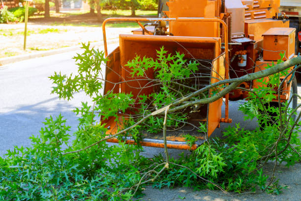 Residential Tree Removal in Brownlee Park, MI